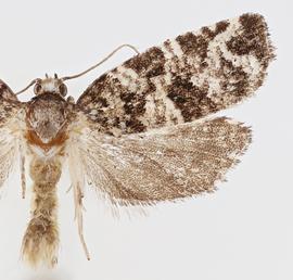 Male. © Jason J. Dombroskie. Image used with permission.